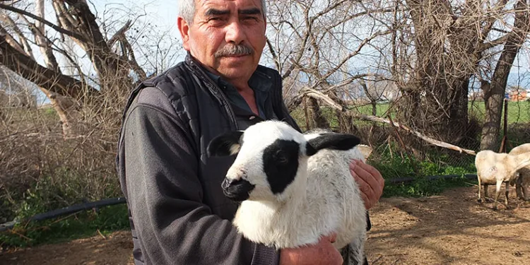 Kuzuların kesilmesine gönlü razı olmadı