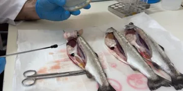 Balık hastalıkları ile mücadele devam ediyor