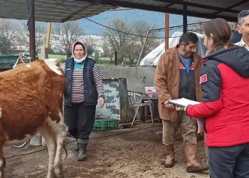Fethiye’de şap hastalığı ile mücadele sürüyor