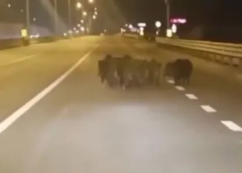 Anayola çıkan domuzlar, sürücülere zor anlar yaşattı