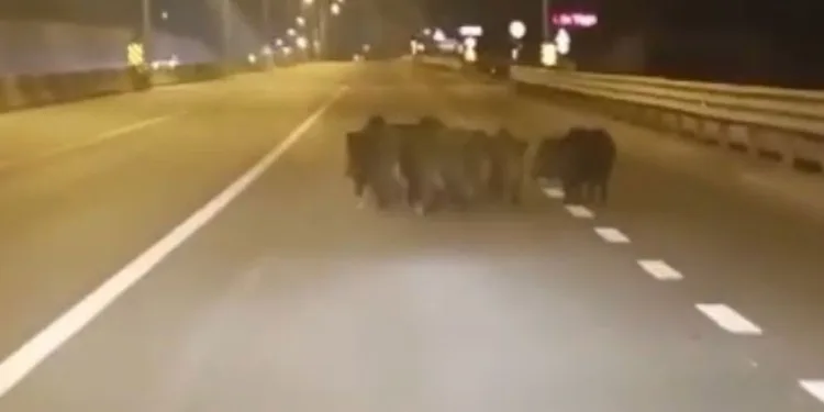 Anayola çıkan domuzlar, sürücülere zor anlar yaşattı