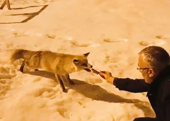 Aç kalan tilkiyi etle besledi