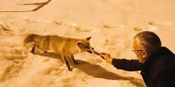 Aç kalan tilkiyi etle besledi