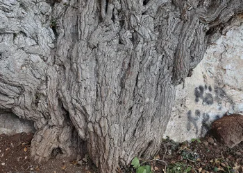 4bin yıllık sarmaşık mest ediyor