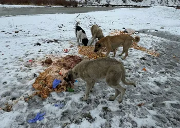 Hakkari’de sokak hayvanlarına yiyecek bırakıldı
