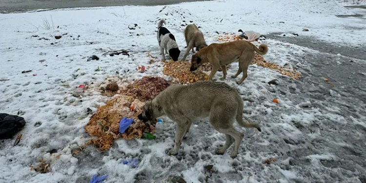 Hakkari’de sokak hayvanlarına yiyecek bırakıldı