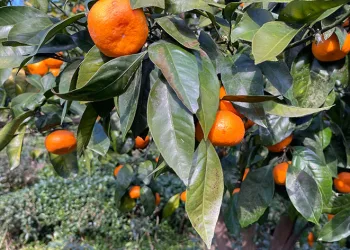 Yazın çay, kışın mandalina