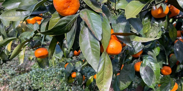 Yazın çay, kışın mandalina