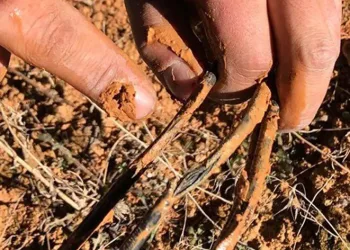 Fareler güneş tarlalarına zarar verdi