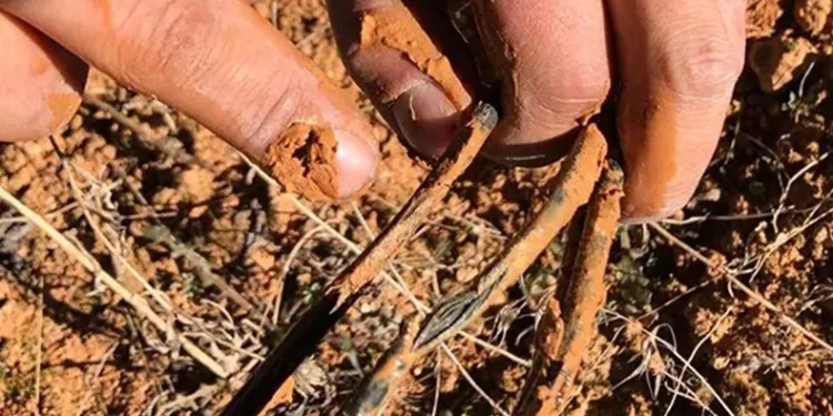 Fareler güneş tarlalarına zarar verdi