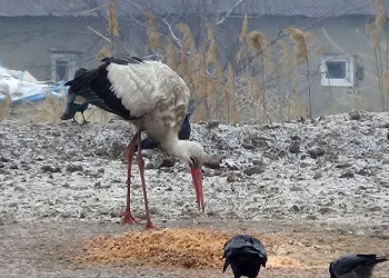 Baharın müjdecisi leylekler, göç etmedi