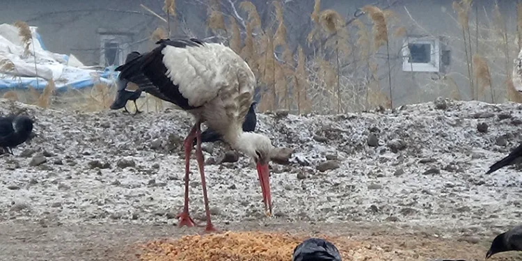 Baharın müjdecisi leylekler, göç etmedi