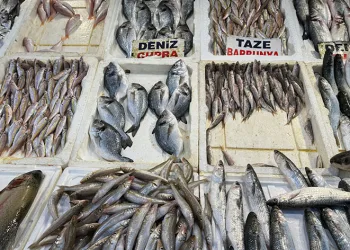 Akdeniz’de balık bereketi