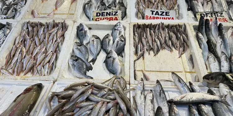 Akdeniz’de balık bereketi