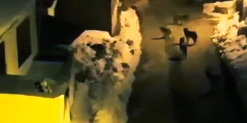Aç kalan kurtlar şehre indi