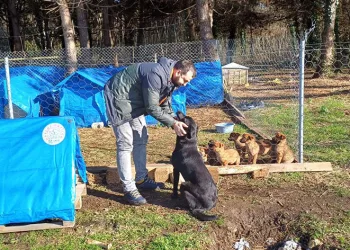 Ünye’de sokak hayvanlarına barınak ve mama desteği