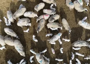Kuzu doğumlarında üçüzler arttı