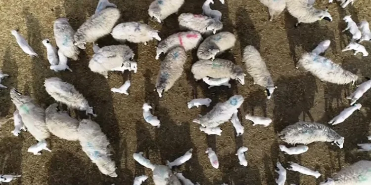 Kuzu doğumlarında üçüzler arttı
