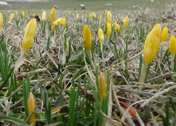 Bolu’da mevsimler karıştı