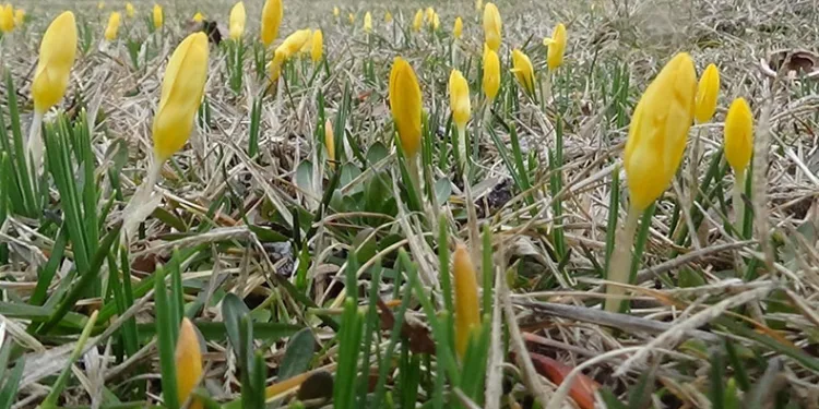 Bolu’da mevsimler karıştı
