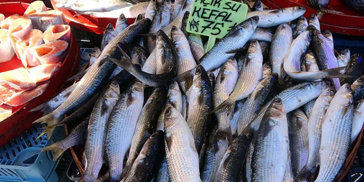 Hamsi sezonu erken kapatıyor