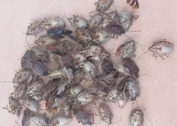 “Kokarcanın istediği bir kış mevsimini yaşıyoruz”