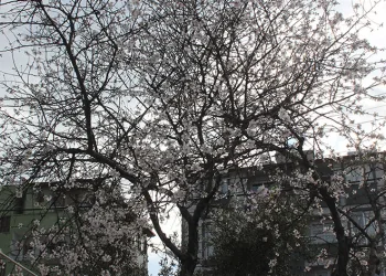 Şubat ayında çiçek açan badem ağacı vatandaşları şaşırttı