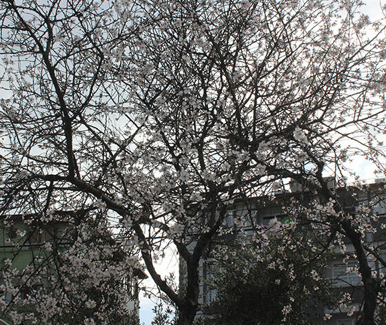 Şubat ayında çiçek açan badem ağacı vatandaşları şaşırttı
