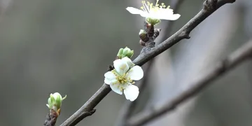 Kış bitmeden güneşi gören erik ağacı çiçek açtı