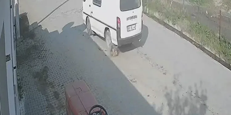 Doğum yapan köpeği ezip olay yerinden kaçtı