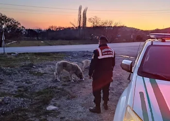 Jandarma sokak hayvanlarını unutmuyor