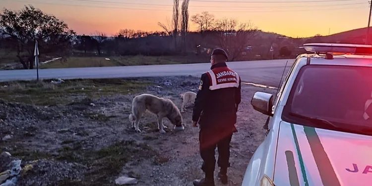 Jandarma sokak hayvanlarını unutmuyor