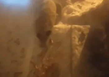 Aç kalan tilki evin kapısında yiyecek aradı
