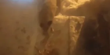 Aç kalan tilki evin kapısında yiyecek aradı