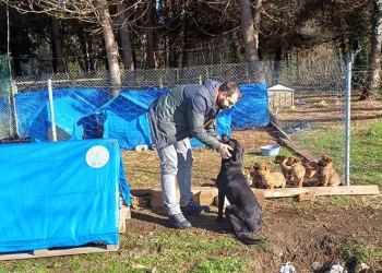 Sokak hayvanlarına barınak ve mama desteği