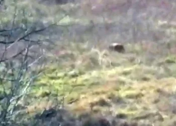 Aç kalan ayı fındık bahçesinde görüntülendi