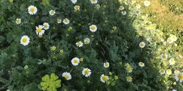 Bahar havasının yaşandığı Sarıgöl’de papatyalar açtı