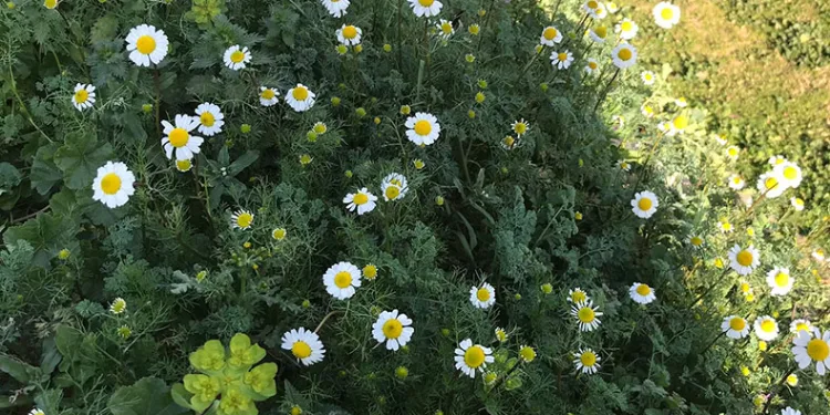 Bahar havasının yaşandığı Sarıgöl’de papatyalar açtı