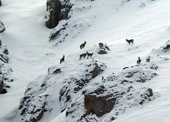 Dağ keçileri Munzur Dağlarına renk katıyor