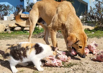 Köpek ile kedilerin yıllardır süren dostluğu