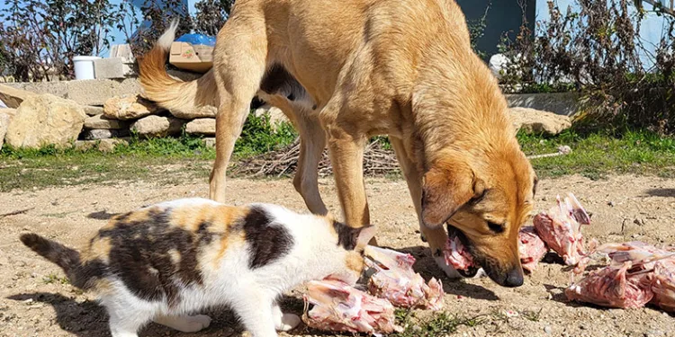 Köpek ile kedilerin yıllardır süren dostluğu