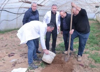 Örtü altı üreticiye destek
