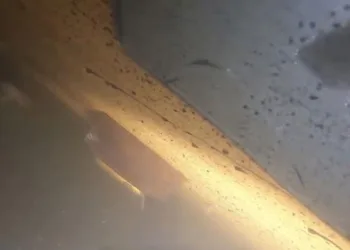 Batık gemiye dalış yapıldı