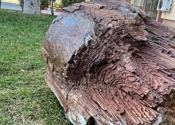 10 – 16 milyon yaşında ağaç fosili bulundu