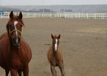 Şampiyon adayı taylar dünyaya gözlerini açmaya başladı