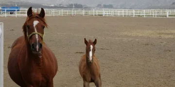 Şampiyon adayı taylar dünyaya gözlerini açmaya başladı