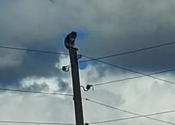 Kars’ta direkte mahsur kalan kedi kurtarıldı