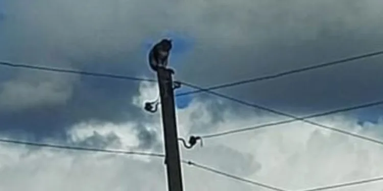 Kars’ta direkte mahsur kalan kedi kurtarıldı