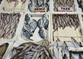 Kaçak karidese dikkat