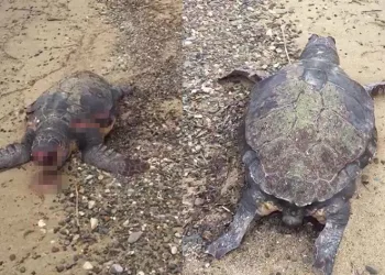 100 yaşındaki ölü Caretta sahile vurdu